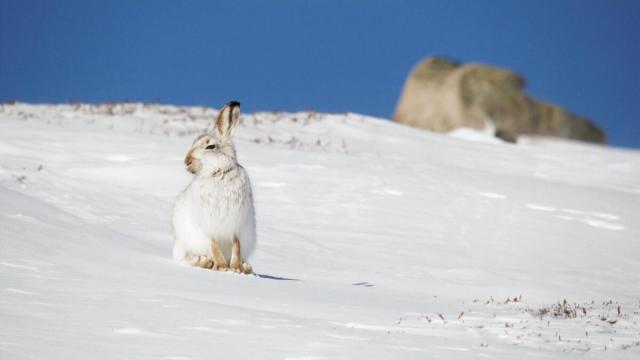 White mountain hare snow UK