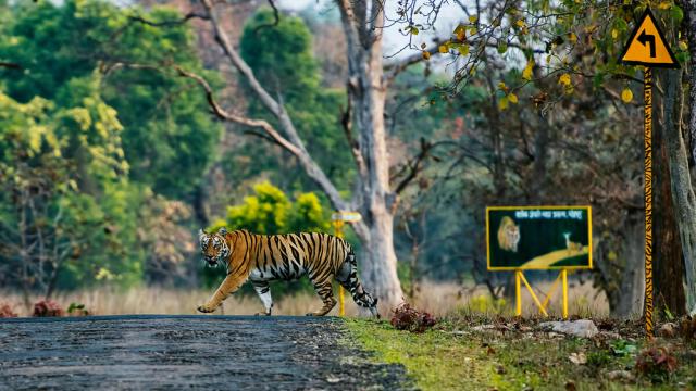 A tiger crossing the road, Tadoba Tiger reserve India