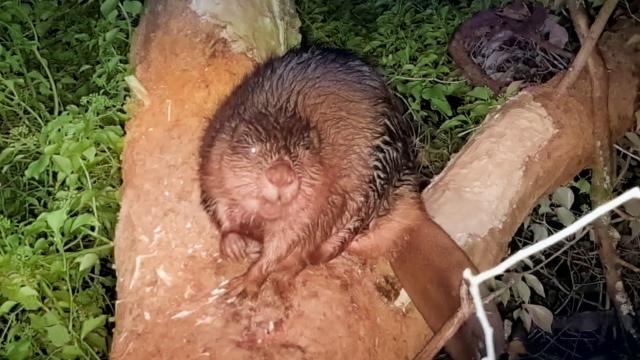 This eager beaver is Winnie. She lives with her pal Eeyore in Norfolk in England. 