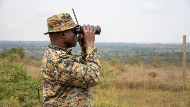 Ranger Etyang Giovani, monitoring black rhinos in Nairobi National Park