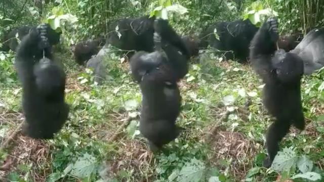 screenshot from video of young gorilla is spinning on a vine