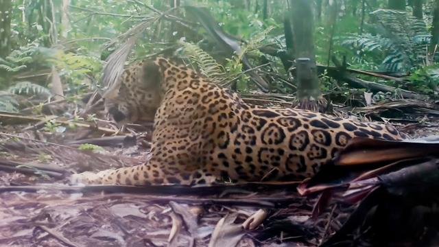 beautiful jaguar calling out in the forest in Brazil