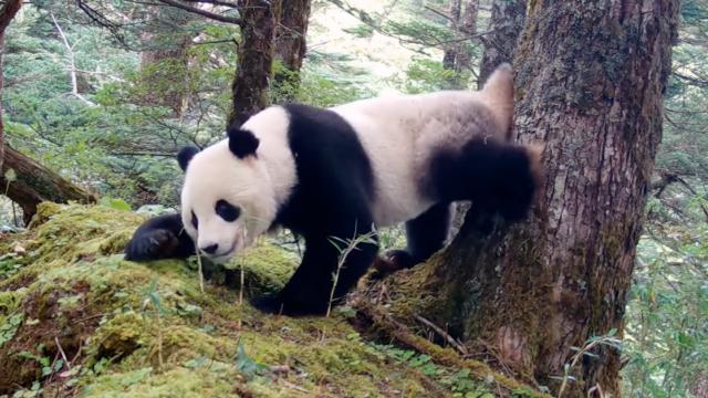 Giant panda is climbing a tree backwards