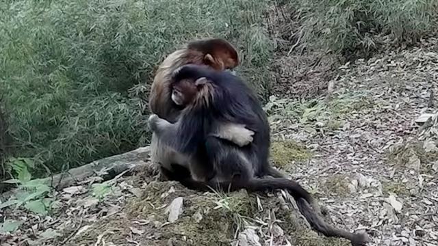 Take a peek at these two primate pals having a cuddle
