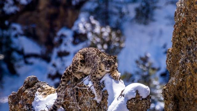 Snow Leopard on a snowy rock