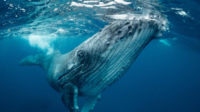 Humpback whale (Tonga)