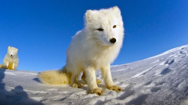 arctic fox