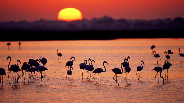 A group of Greater flamingos (Phoenicopterus ruber) in a marsh, at sunset, Coto DoÌ±ana National Park, Andalucia, Spain