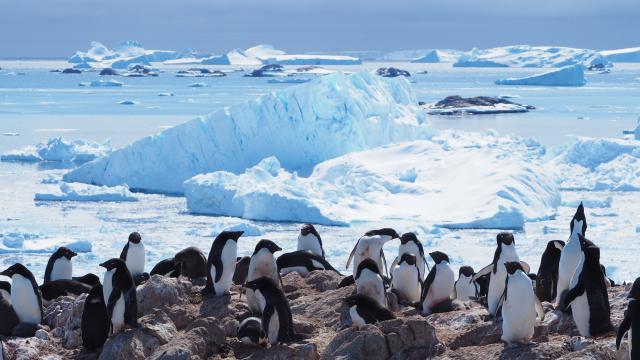 Adélie penguins (Pygoscelis adeliae), Antarctica
