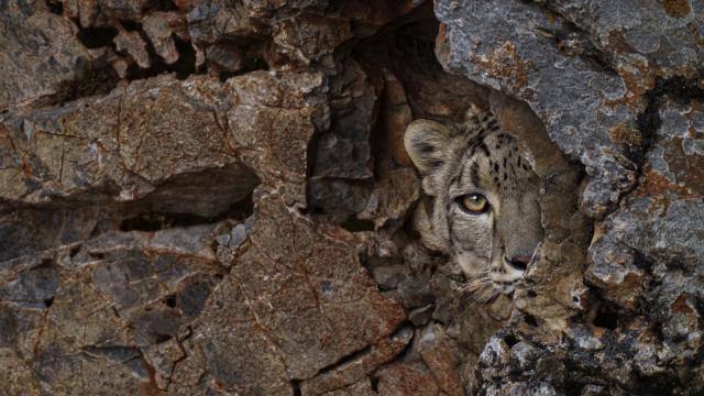 A wild snow leopard peers from behind a rock, in the Tibetan Plateau.