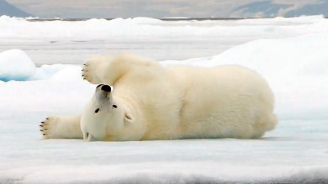 Go Wild polar bear banner