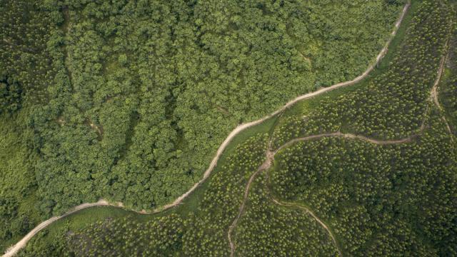 Aerial view of Sabah Softwoods plantation, Borneo