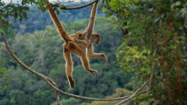 Northern muriqui monkey mother with infant on her back