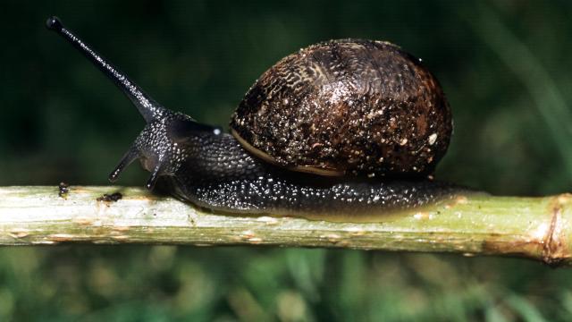 Garden snail (Helix aspersa) on a stick at night