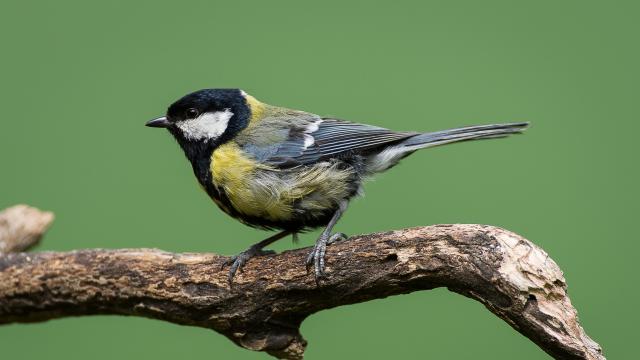Great tit (Parus major) on a branch.