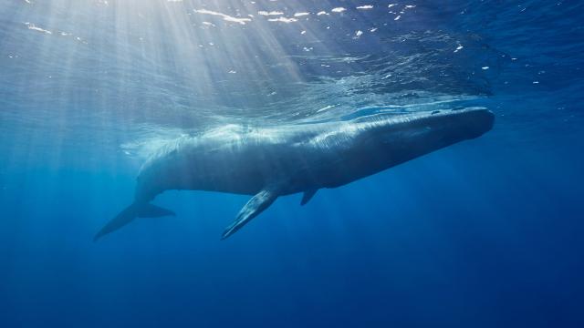 Blue whale swimming close to the surface of the water