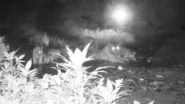 Go Wild Amur tiger cubs