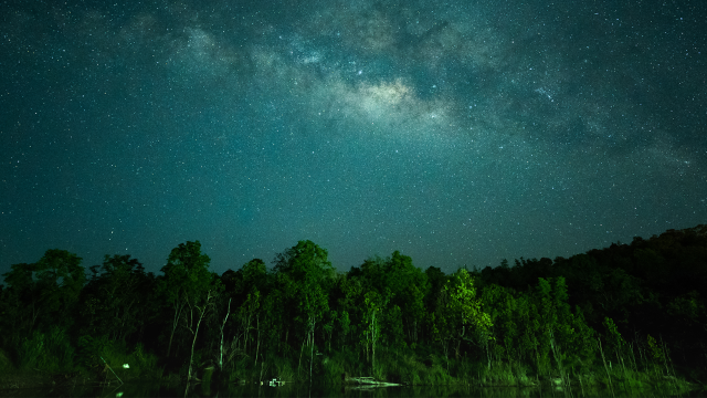 Forest starlit night sky