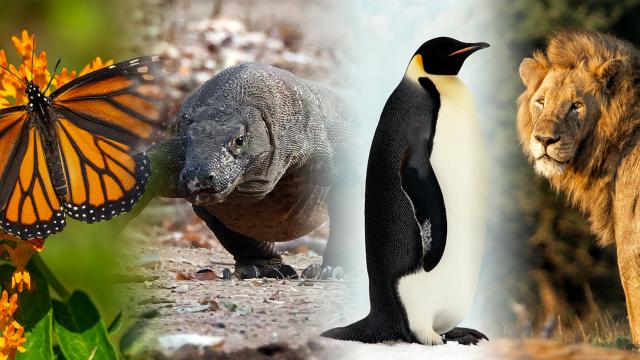 Go Wild  - When I grow up