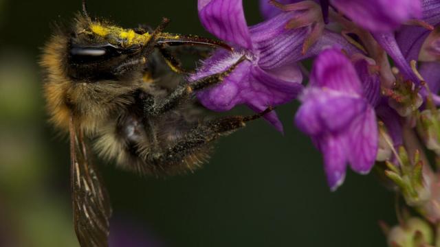 Carder Bee on purple flower 