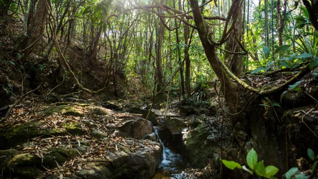 Lakehlaaii  community forest in Tayatchaung township, Tanintharyi division, Myanmar