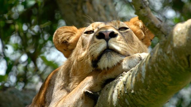 Lion in tree in Uganda