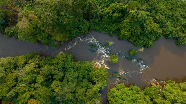 Aerial view. A river in a tropical rainforest.