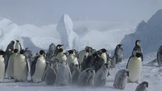 Aptenodytes forsteri Emperor penguin Adults & chicks in snow storm Dawson-Lambton Glacier, Antarctica