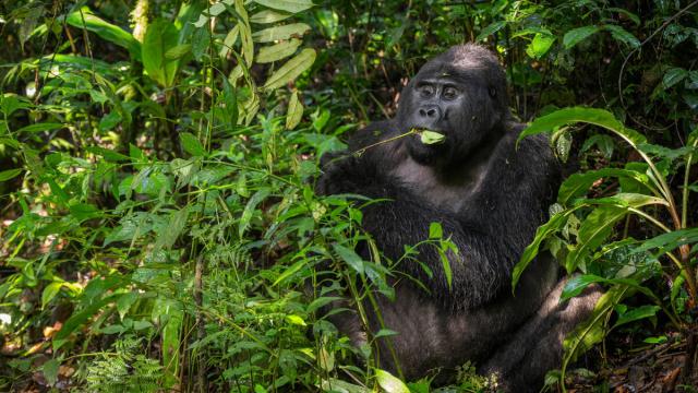 Tabu, the second silverback of the Nkuringo group National Park, Uganda