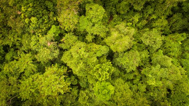 Ariel view of forest canopy Bukit Piton 