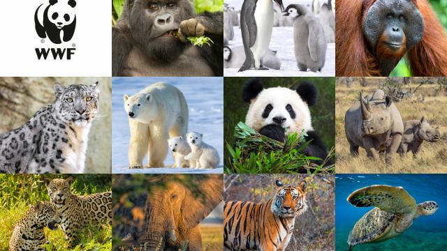 WWF-UK adoption species