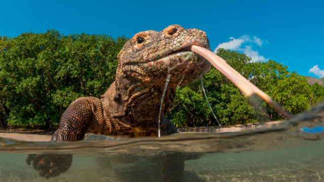 Komodo Dragon