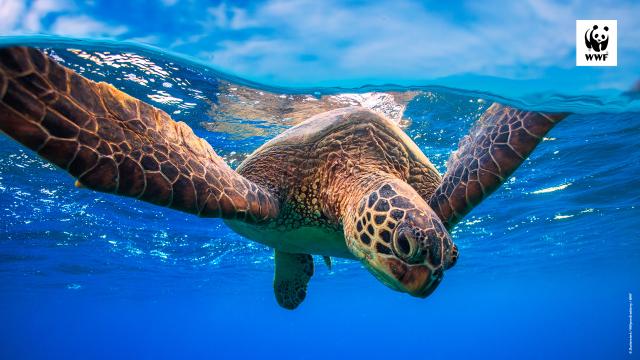 Turtle Desktop Wallpaper