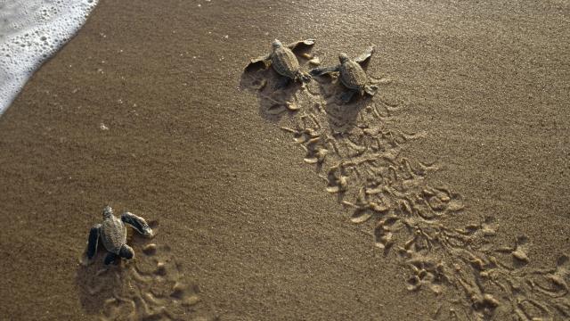 Leatherback turtle (Dermochelys coriacea), hatchlings going to sea. French Guiana