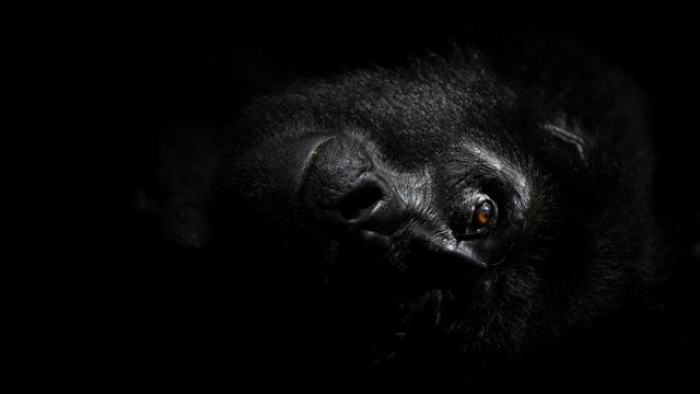 Bathed in a shaft of light breaking through the canopy, a mountain gorilla from the Nkuringo group rests on a bed of leaves in the cool forest understory. 