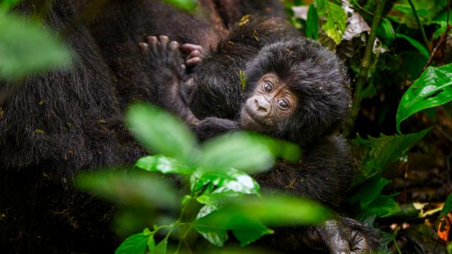 A newborn mountain gorilla peers curiously through the foliage in the Nkuringo sector of Bwindi Impenetrable National Park.