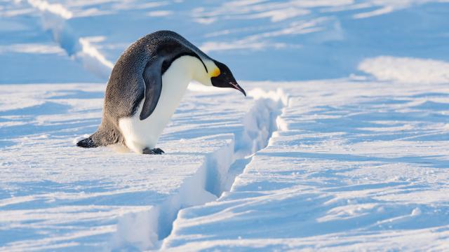 Emperor penguin (Aptenodytes forsteri) preparing to jump over crack in sea ice. Atka Bay, Antarctica.