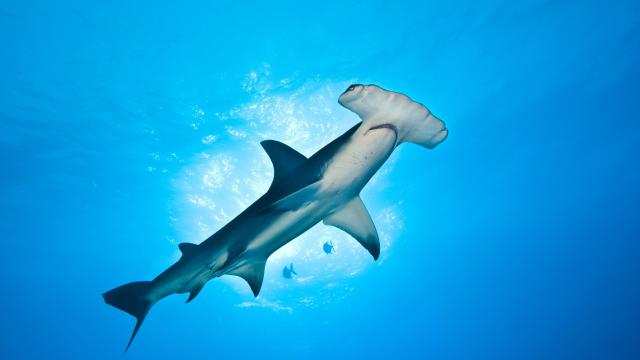 Hammerhead Shark