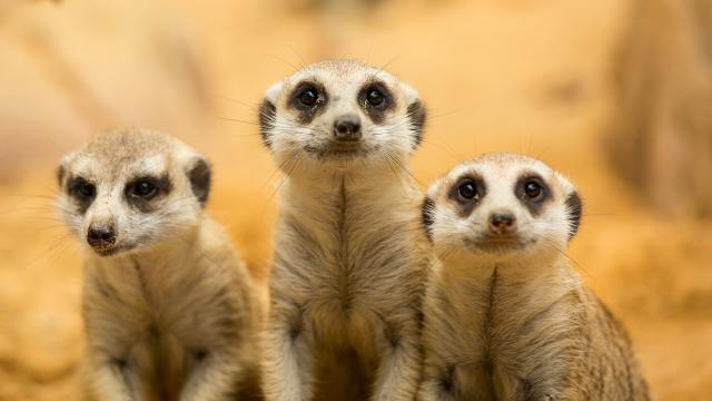 Spot the difference: Meerkats