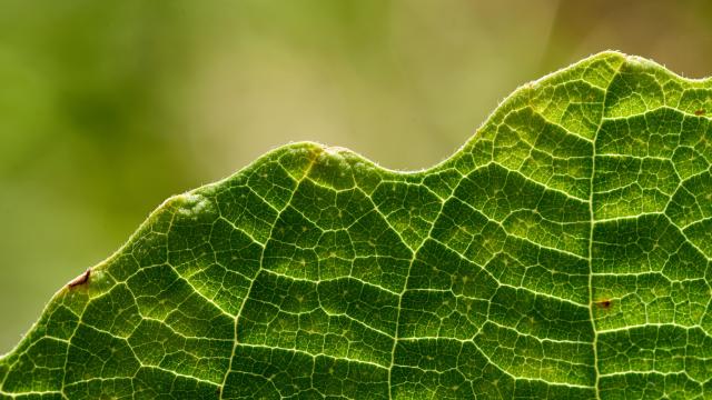 Leaf, Close-up