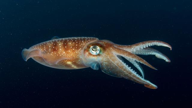 Squid