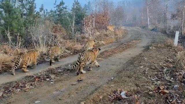 Watch this extremely rare video of five tiger cubs filmed in China for the first time! 