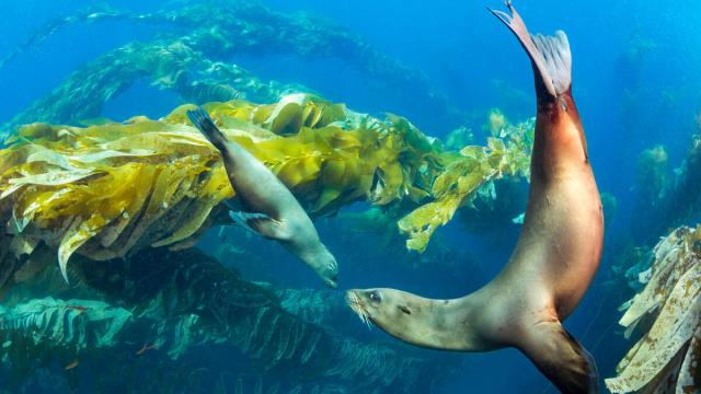 California sea lion and pup under water 