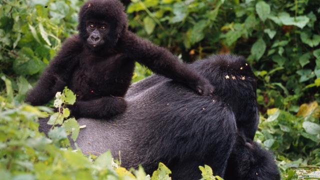 Mountain Gorilla and baby