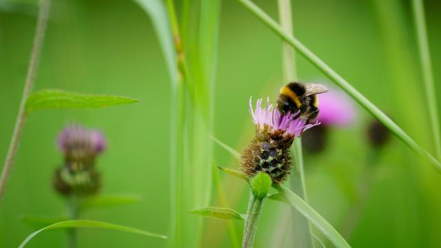 Bumblebee on knapweed 