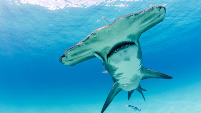 Great hammerhead (Sphyrna mokarran) near the Bihimi islands, Bahamas, Caribbean, Atlantic Ocean.