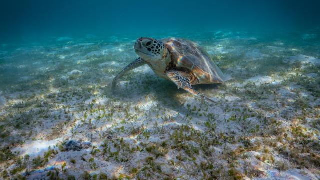 Green turtles under water