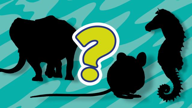 Animal mashups banner
