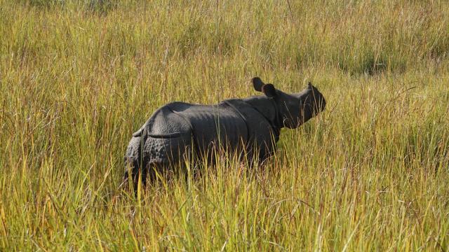 Greater one-horned rhinos released into Dudhwa Tiger Reserve