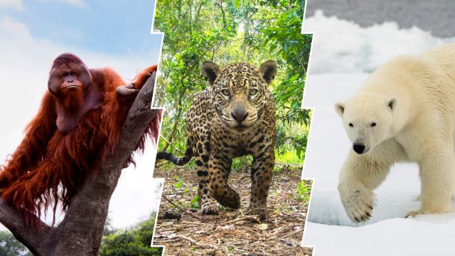 Image of an orangutan, jaguar and polar bear